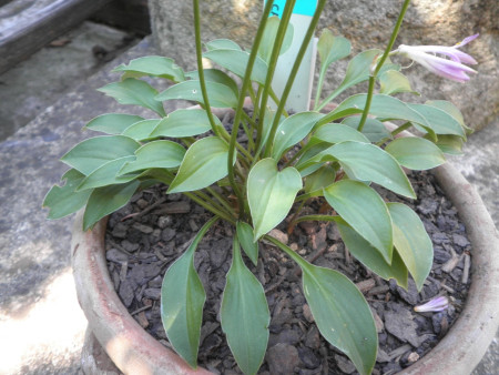 Hosta ´Kity Cat´